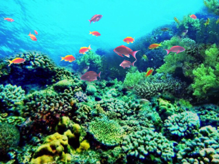 沖縄の海がきれいな理由はプランクトンとサンゴ礁